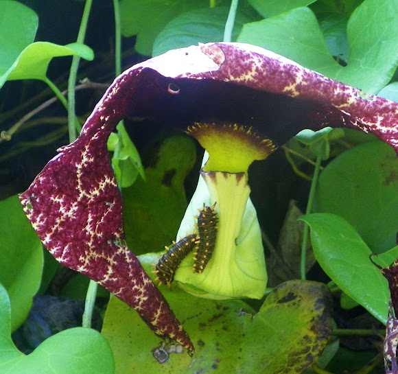 Spotting Image 1