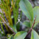 Hawaiian garden spider