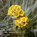 Flor paramo