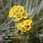 Flor paramo