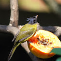 Black-crested Bulbul