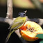 Black-crested Bulbul