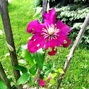 Clematis