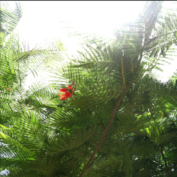 Spotting Image 1