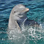 Bottlenose Dolphin