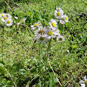 Aster
