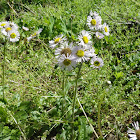 Aster
