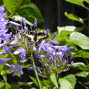 Anise Swallowtail