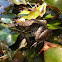 Green frog