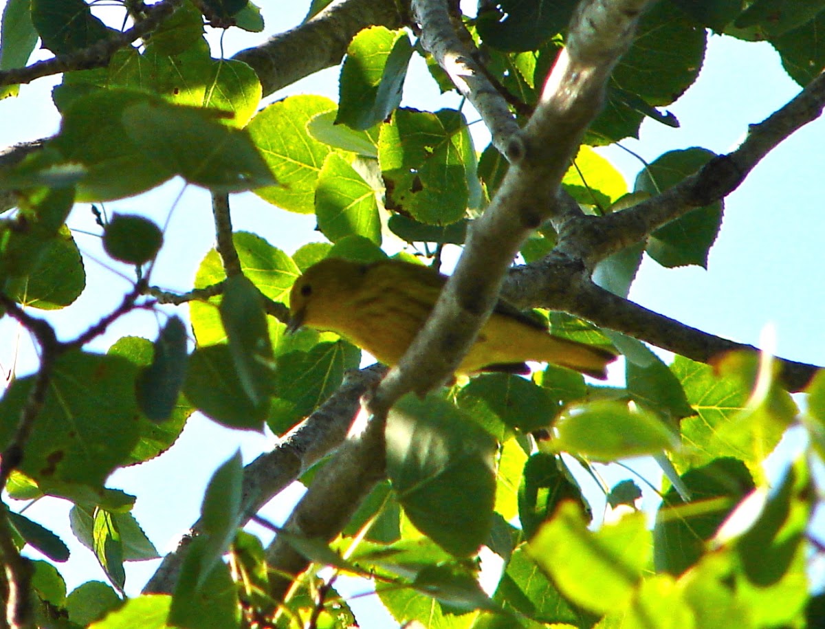 Yellow Warbler (male)