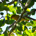 Yellow Warbler (male)
