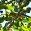 Yellow Warbler (male)