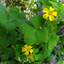 Common yellow woodsorrel