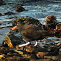 Blackish Oystercatcher