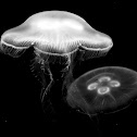 Moon jellyfish