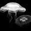 Moon jellyfish