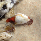 Smooth gooseneck barnacle