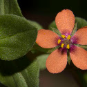 Scarlet Pimpernel