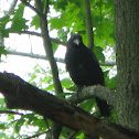 American Crow