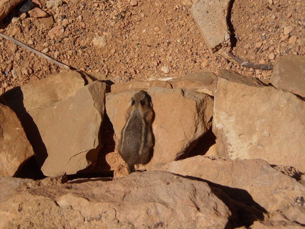 Golden Mantled Ground Squirrel