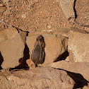 Golden Mantled Ground Squirrel
