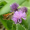 Silver-spotted Skipper