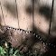 California king snake
