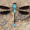 Whitewater Rockmaster Dragonfly
