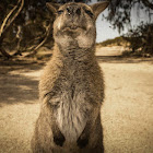 Wallaby