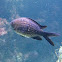Damselfish
