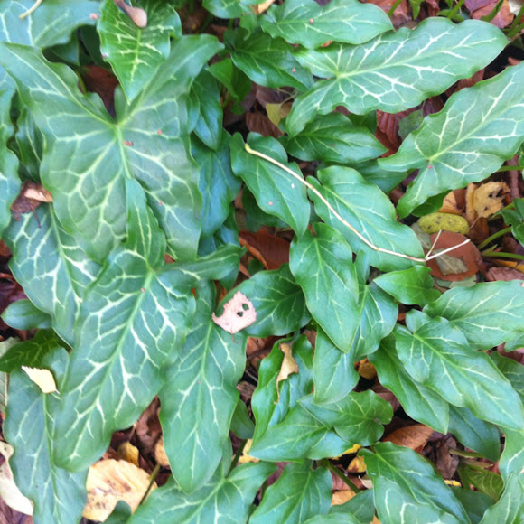 Spotting Image 1