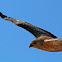 Whistling Kite  
