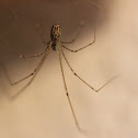 Daddy Longlegs
