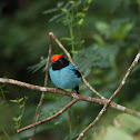 Blue Manakin
