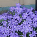 Bell flower