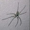 Huntsman spider (male)