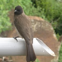 Common bulbul