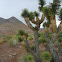 Joshua Tree