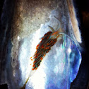 Opalescent sea slug