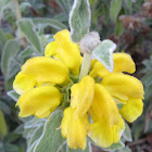 Jerusalem Sage
