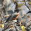 American Robin