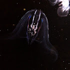 Warty comb jelly
