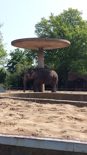 Zoo, Elefantensonnenschirm