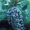 Phyllidiopsis fissurata