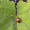Harlequin Ladybird