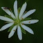 Lesser Stitchwort