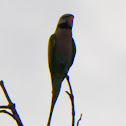 Red-breasted Parakeet