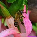 Bee