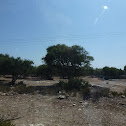 Argan Tree