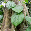 betel leaf, daun sirih